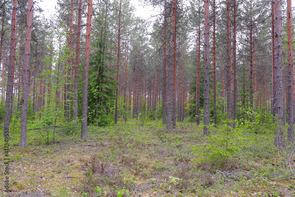 Fototapeta premium Natural landscape with straight trunks of pine trees in the northern forest