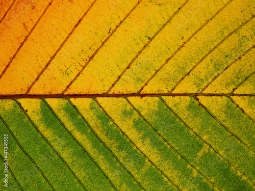 autumn leaf of yang   Dipterocarpus alatus Roxb.  