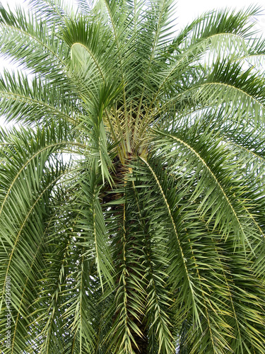 Fototapeta Naklejka Na Ścianę i Meble -  date palm tree ( Phoenix dactylifera ) with green leaf