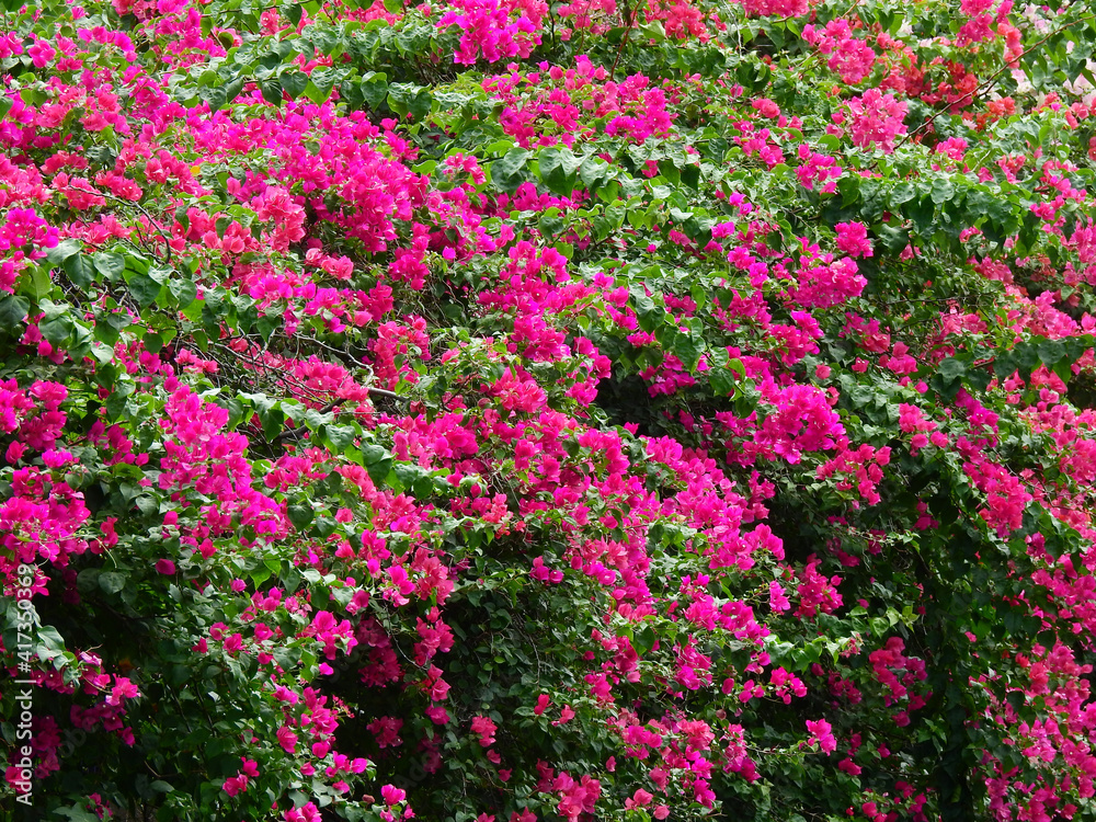 pink bougainvillea flower on the fence in garden