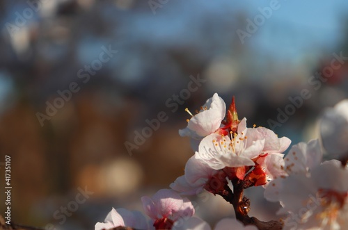 Macro of plum tree twig with white flowers and green leaf buds against blurred blue sky background. Prunus blossom detail closeup with diagonal copy space. Visible stamens. Spring orchard in bloom