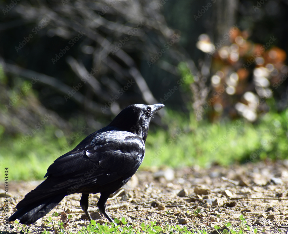 Fototapeta premium Crow Foraging For Food In Northern California 