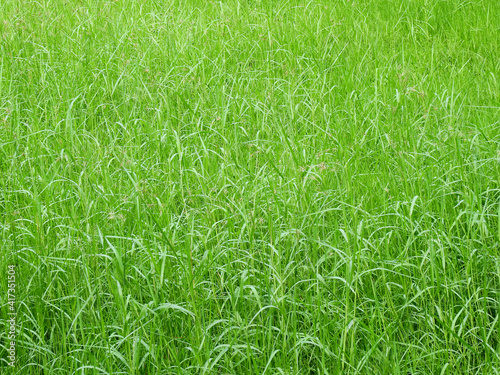 tall green grass in the field