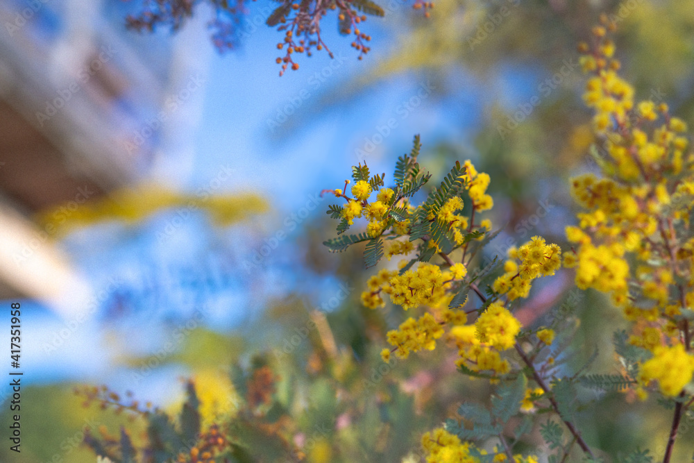 銅葉のミモザ アカシア プルレア/ガーデニング,庭のシンボルツリー