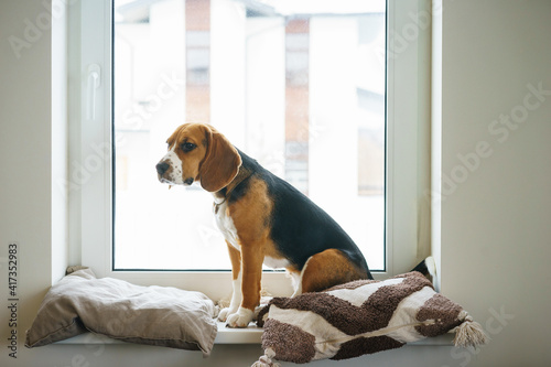 Purebred beagle puppy sits on a windowsill by a large panoramic window and looks at the winter yard.