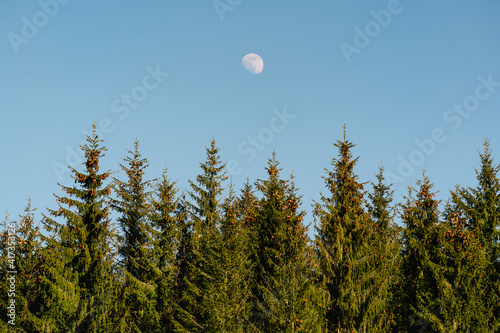 moon over the pine tree forest