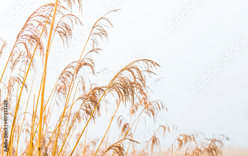 Reed along the misty edge of a canal in wetland in bright foggy sunlight in winter, Almere, Flevoland, The Netherlands, February 28, 2021