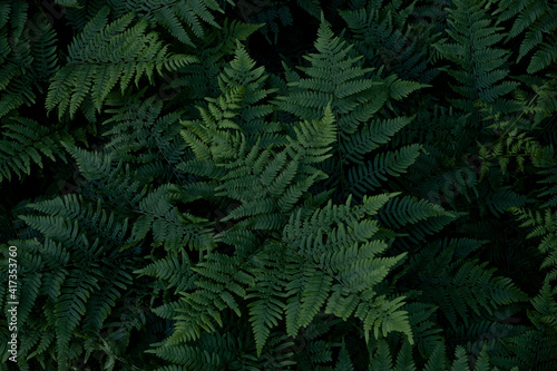 High angle view of fern leaves photo