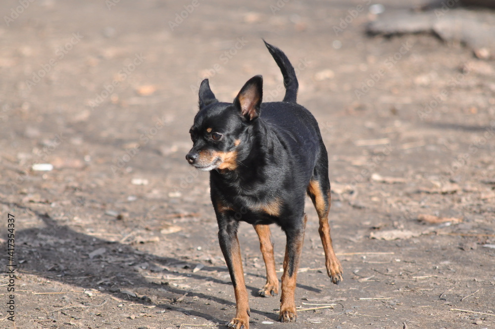 Russian Toy Terrier. Toy terrier close-up. A black dog. Little Dog