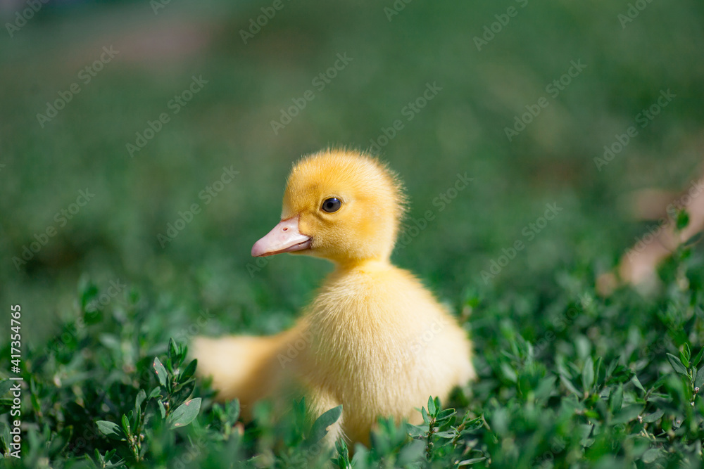 little yellow duckling in green grass exploring territory lost mom little yellow duckling in green grass exploring territory lost mom