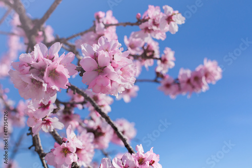 Closeup of large pink flowers on the almond branch against the blue sky on a sunny spring day.