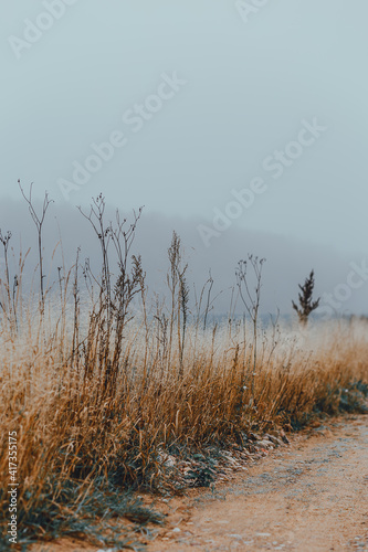 Dried flowers during autumn fog. Cottagecore aesthetics. Road. Vertical format