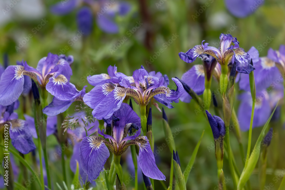 Wild purple irises in bloom. 