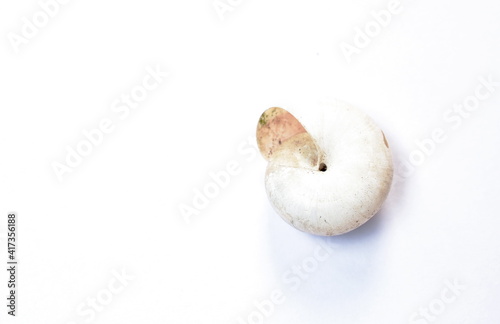 snail shell after death on white background