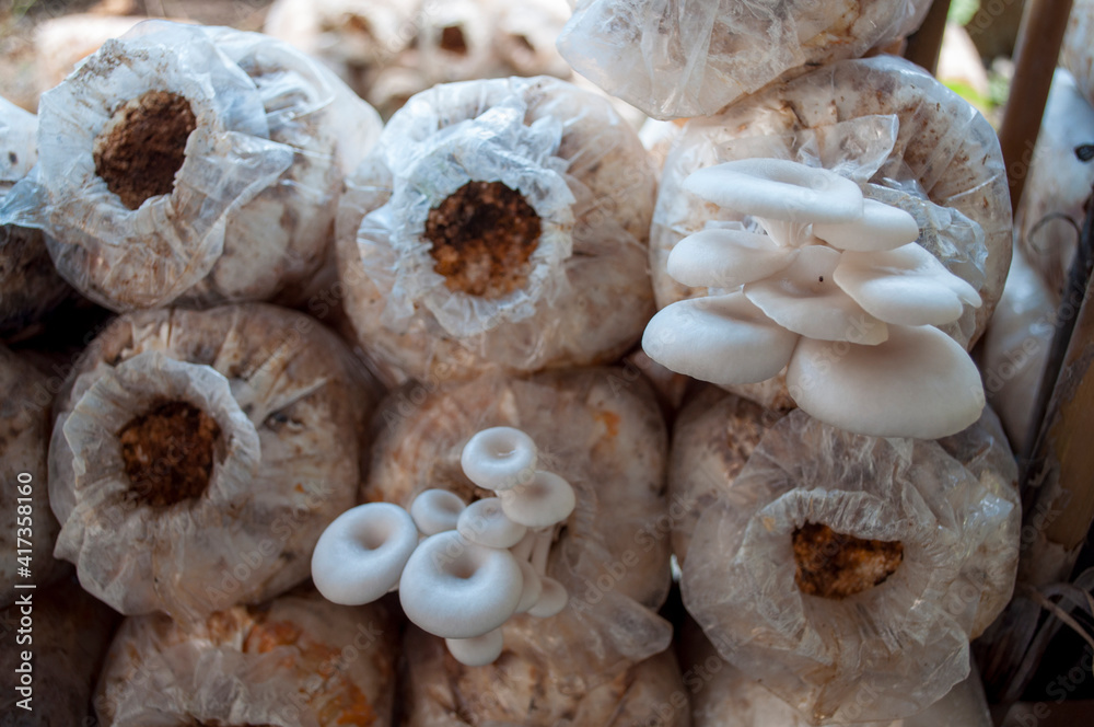 Pleurotus Mushroom Farm ostreatus for household Pleurotus Mushroom Farm ostreatus for household