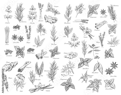 Fotografia Spices, cooking herbs and seasonings sketch vectors set