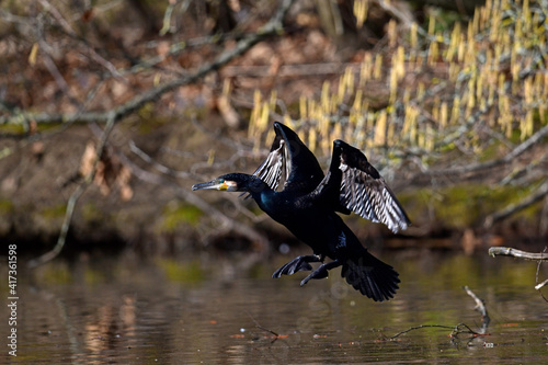 flying Great cormorant // fliegender Kormoran (Phalacrocorax carbo) photo