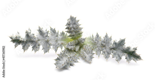 Young burdock plant leaves in spring isolated on white background