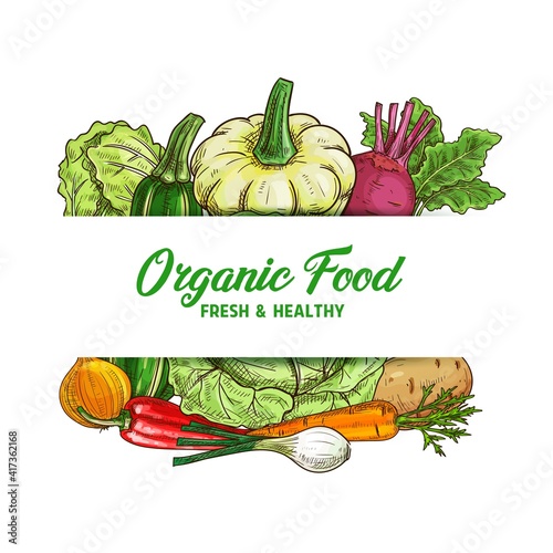 Fresh vegetable food vector sketch of organic farm veggies. Green and napa cabbage, carrot, onion and red chilli pepper, potato, zucchini, beet, summer squash, garden greenery and farm harvest design