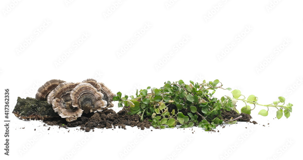 Green grass and fungi with fertile soil, dirt pile isolated on white background Green grass and fungi with fertile soil, dirt pile isolated on white background