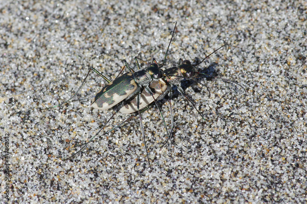 Fototapeta premium カワラハンミョウの交尾