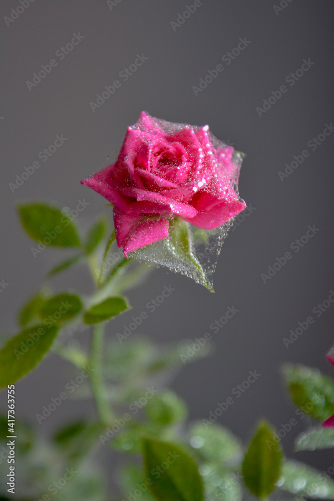 Obraz premium Saint Petersburg Russia July 5 2017. Pink rose flower covered with cobwebs made by tiny insects spider mite causing desease and withering wilting fading