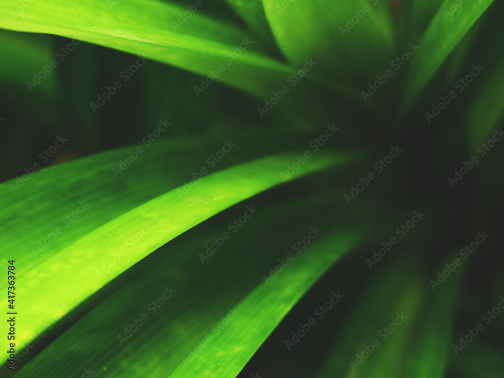 close up green pandan leaf close up green pandan leaf