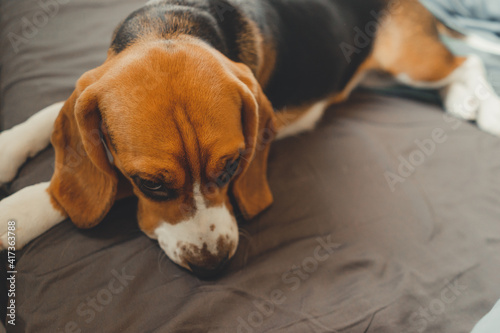Beloved purebred dog beagle puppy lies in bed 