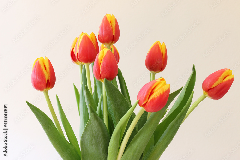 Tulipani su fondo chiaro; mazzo di fiori di colore rosso giallo screziato