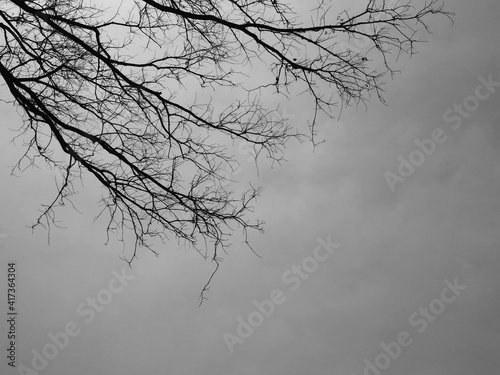 dry branch of tree silhouette black and white style