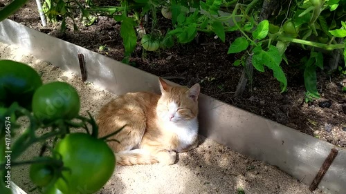 A ginger cat sleeps in a greenhouse under tomato bushes. A young kitten hides in the shade of plants on a hot summer day. View from above.