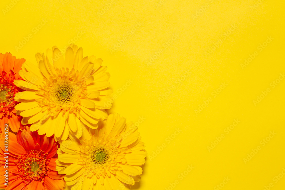 黄色とオレンジ色のガーベラの花 黄色い背景 Stock Photo Adobe Stock