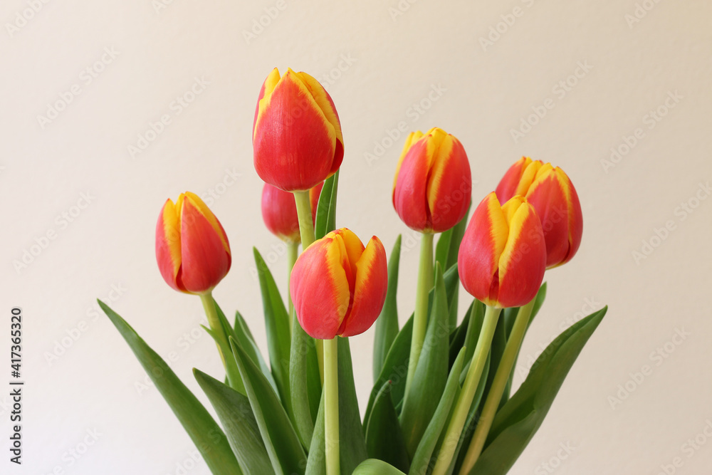 Obraz premium Tulipani su fondo chiaro; mazzo di fiori di colore rosso giallo screziato