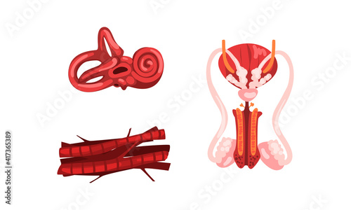 Inner Ear, Male Reproductive System, Muscle Innervation, Connective Tissue, Human Internal Organs Set Cartoon Vector Illustration