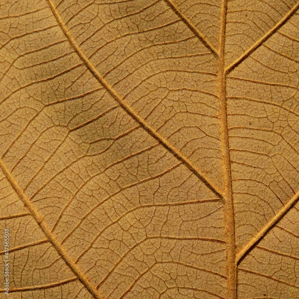 Obraz premium close up brown leaf texture, autumn background
