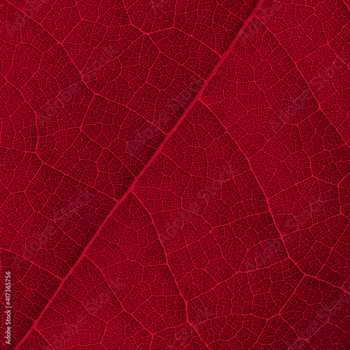 macro red leaf with line of vein texture