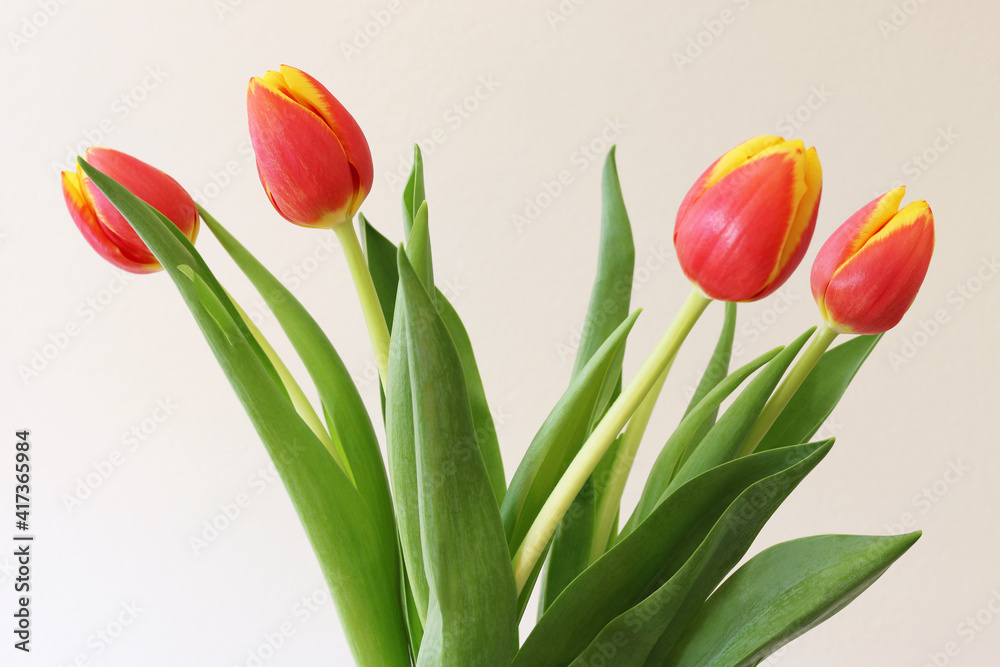 Tulipani su fondo chiaro; mazzo di fiori di colore rosso giallo screziato
