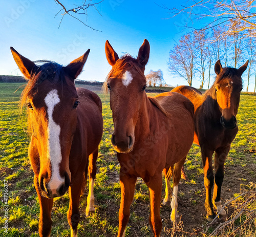 Three beautiful horses curiously look at camera. Image taken in evening sun. 