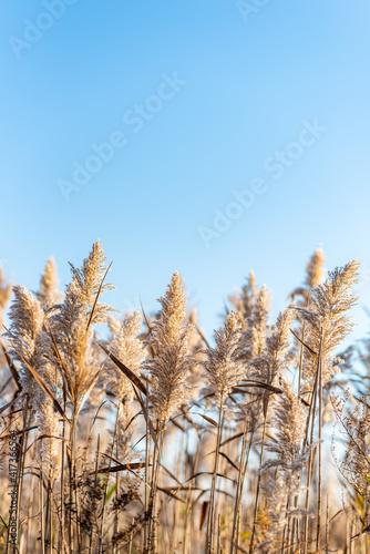 reeds and blue skies