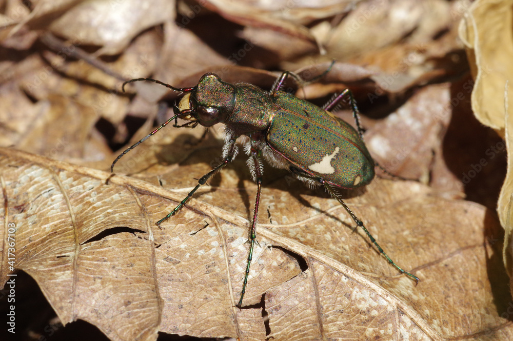 ニワハンミョウ