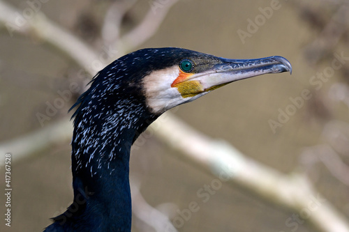 Kormoran // Great cormorant (Phalacrocorax carbo) photo