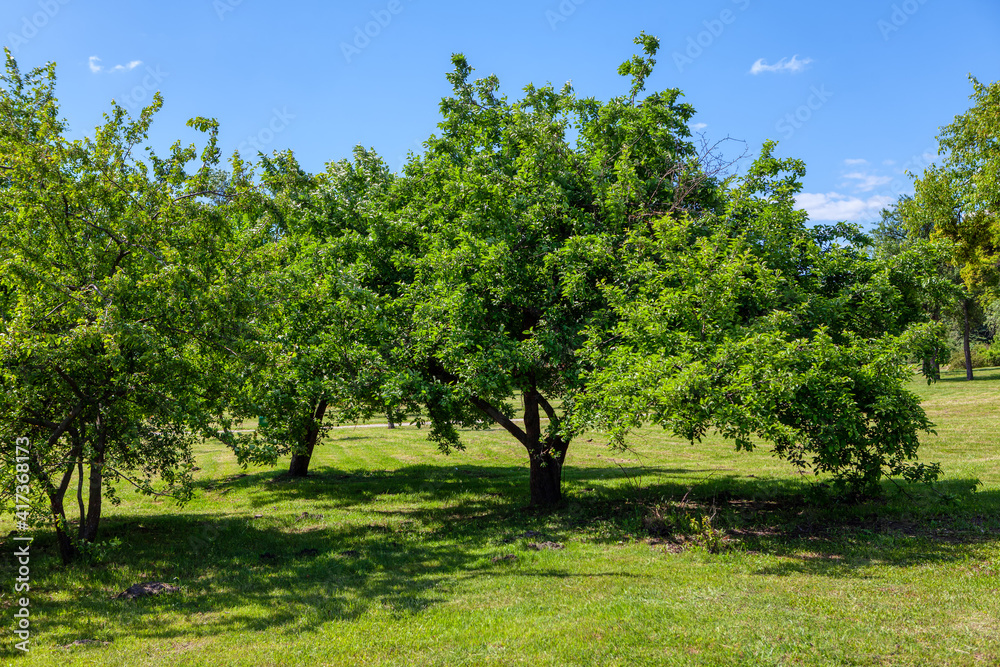 Trees with green branches and leaves . Grass meadow in the springtime