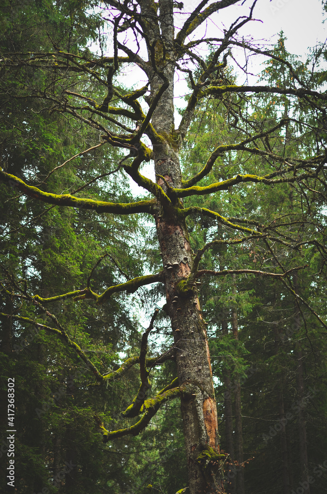 Fototapeta premium trees in the woods