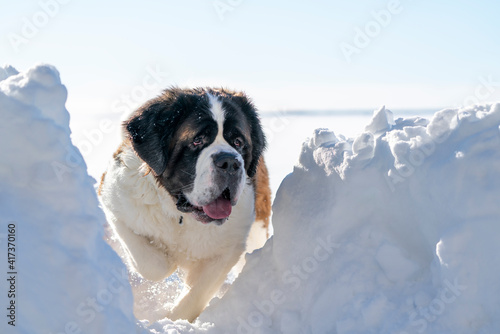 Fototapeta Naklejka Na Ścianę i Meble -  Adult Saint Bernard dog playing around in Snow during winter.