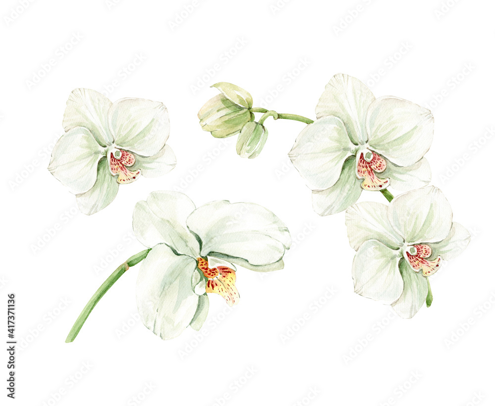 Fototapeta premium set of isolated delicate watercolor orchid flowers hand painted for cards and invitations