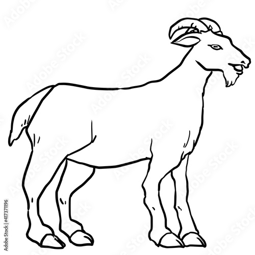 Realistic goat line art illustration