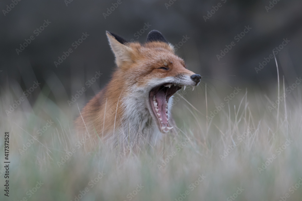 Fototapeta premium Yawning red fox is relaxing in the high grass that is ready for a nap, photographed in the dunes of the Netherlands.