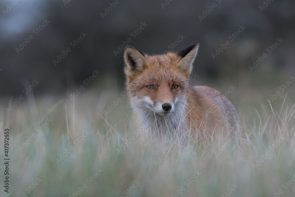 Fototapeta premium Cute red fox relaxing in the high grass that is ready for a nap, photographed in the dunes of the Netherlands.