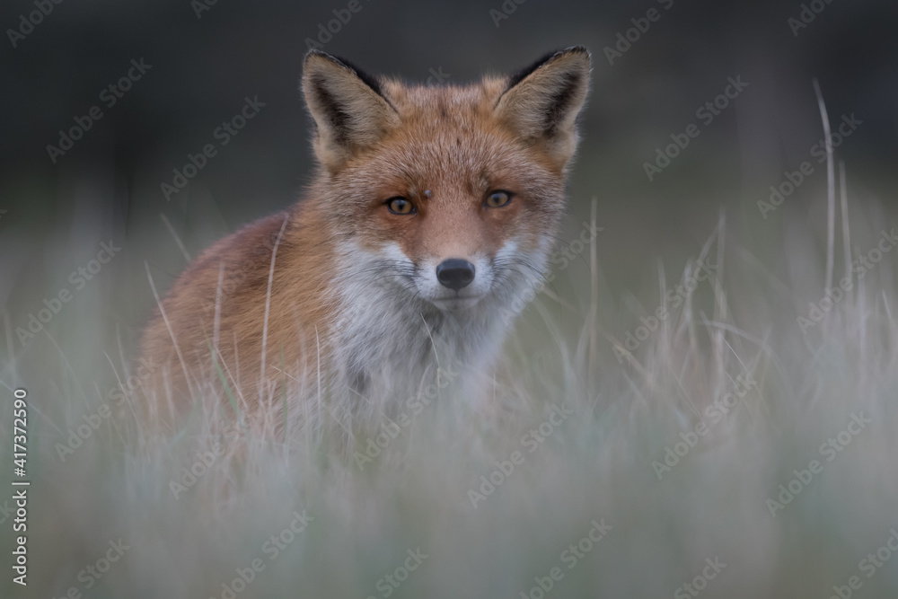 Obraz premium Cute red fox relaxing in the high grass that is ready for a nap, photographed in the dunes of the Netherlands.