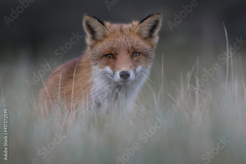 Cute red fox relaxing in the high grass that is ready for a nap, photographed in the dunes of the Netherlands.